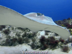 Caribbean Whiptail Stingray by Jonathan Knauf 